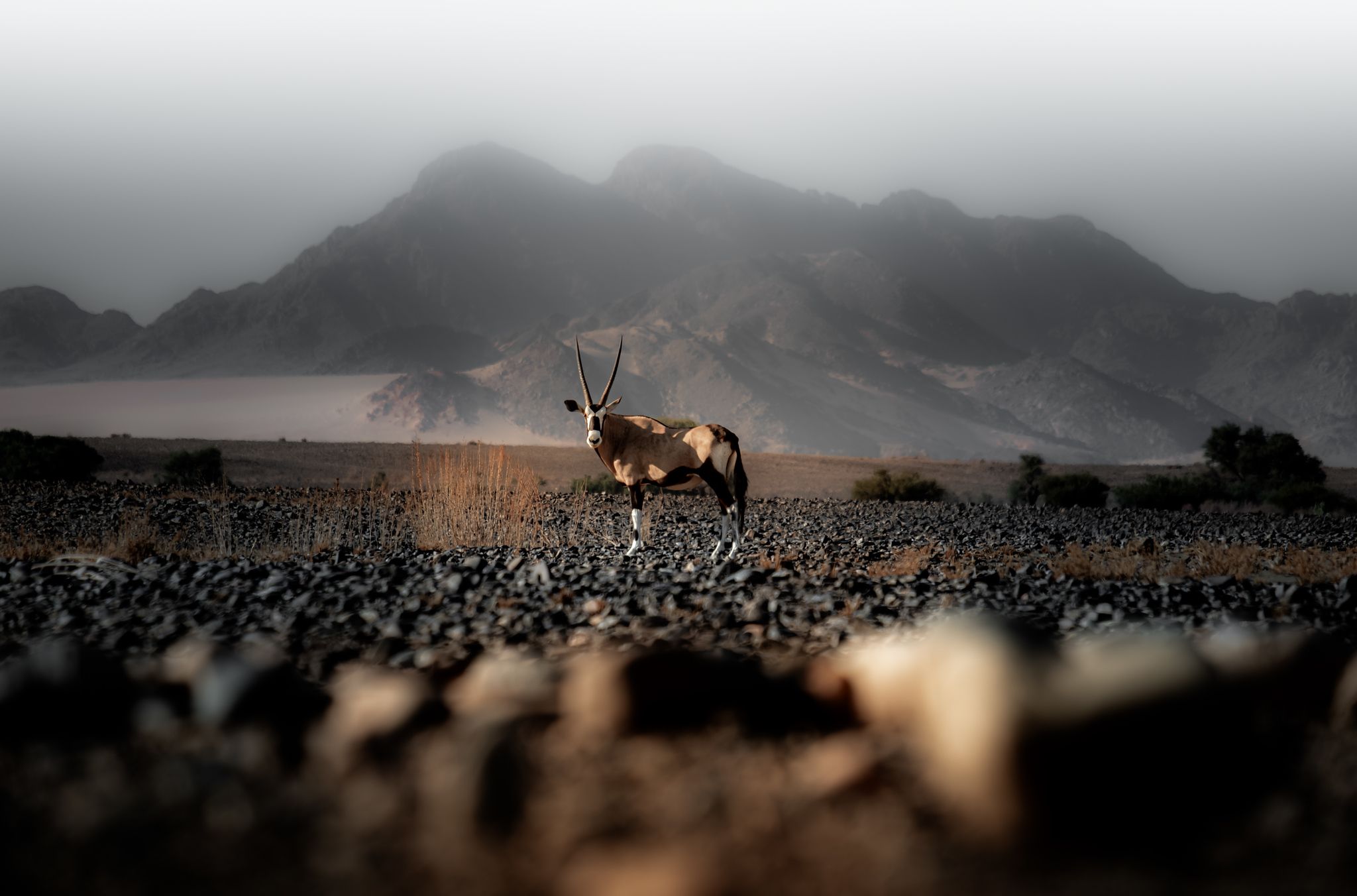 Sossusvlei & Deadvlei Day Trip