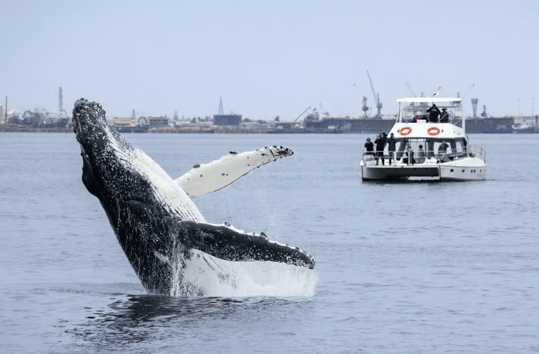 Walvis Bay Catamaran